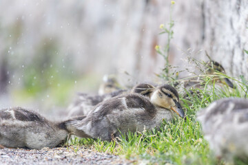 baby ducks
