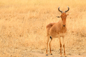 Hartebeest in the Savanna