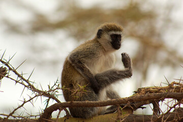 Vervet Monkey in the tree III