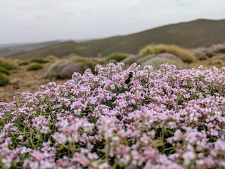 Blooming wildflowers in a serene mountain setting under a cloudy sky
