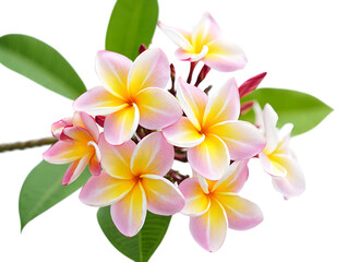 Fototapeta premium Delicate Pink and Yellow Plumeria Flowers A Stunning Floral Bouquet
