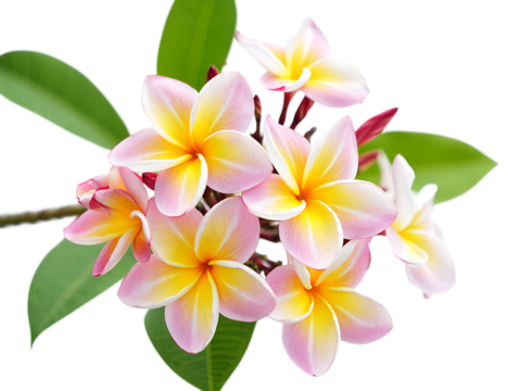 Delicate Pink and Yellow Plumeria Flowers A Stunning Floral Bouquet