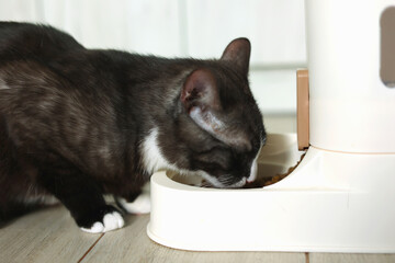 A Curious Cat is Investigating its Automatic Feeder with great interest and excitement