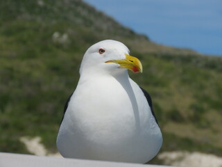 seagull on the rock