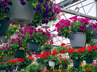 A vibrant display of hanging flower baskets fills the greenhouse with various colors, including...