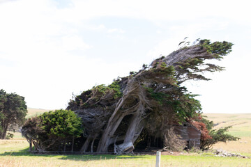 Windswept tree with sheep grazing beneath it in rural field
