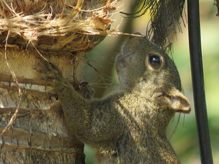 squirrel