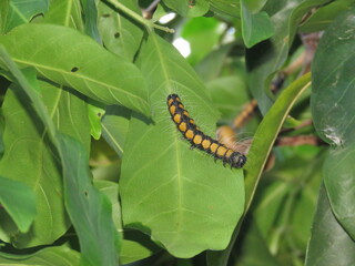 caterpillar on leaf