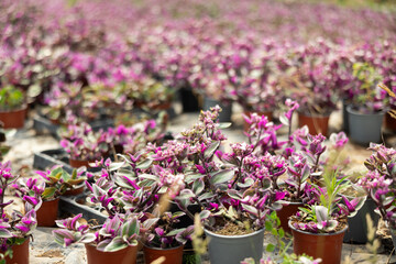 Purple Tradescantia plants stand in pots in a garden hypermarket. Plants for home and garden.