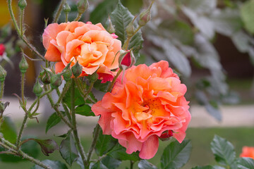 Orange Westerland rose flowering plants growing in the garden