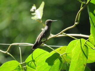 hummingbird on a branch