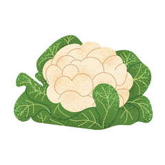 Fresh cauliflower with green leaves. Flat hand drawn vegetable. Healthy vegan food. Vector illustration isolated on white background.