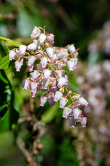 Close up of Japanese pieris (pieris japonica) flowers in bloom