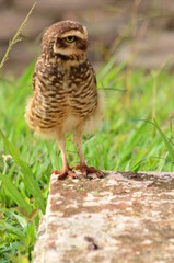 owl on the grass