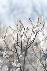 梅の木の枝先