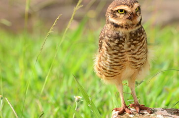 great horned owl in grass