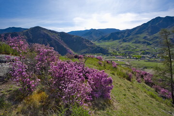 Russia. Mountain Altai. A flowering bushes of Ledebur rhododendron (maralnik) on the slopes of the mountains along the Chuysky tract near the village of Kupchegen.