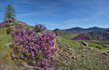 Russia. Mountain Altai. A flowering bushes of Ledebur rhododendron (maralnik) on the slopes of the...