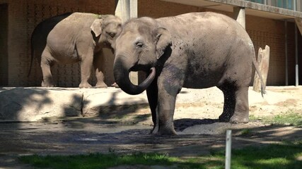 Close-up of an elephant raising its trunk while standing in a zoo enclosure