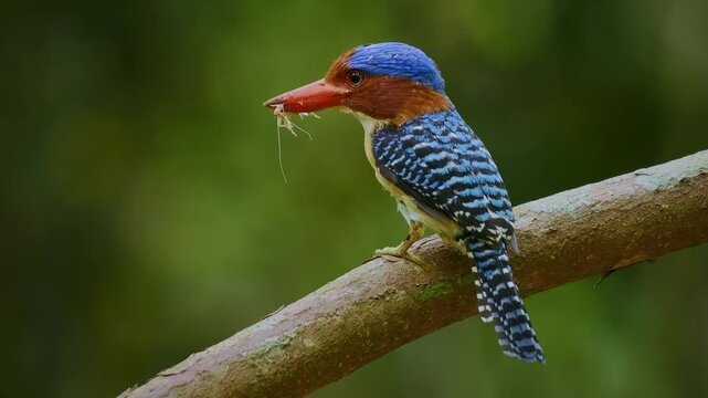 Banded kingfisher - Lacedo pulchella tree kingfisher bird with the catch insects in lowland tropical forest, male displays its bright blue crown with black and blue banding on the back, flying away