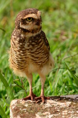 great horned owl