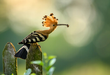 Eurasian hoopoe bird in early morning light ( Upupa epops )