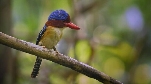 Banded kingfisher - Lacedo pulchella tree kingfisher bird with the catch insects in lowland tropical forest, male displays its bright blue crown with black and blue banding on the back, flying away