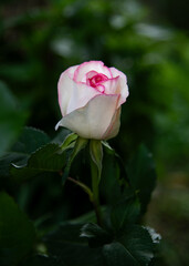 White rose flower ('Esperance' sort) blooming in the garden. Contrast white petals with pink edges, close up. Solo rose flower, dark green foliage background.