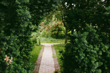 A brick path meanders through a verdant landscape, inviting exploration and peace. A brick pathway leads through lush green foliage towards a bright, verdant distance, creating a sense of depth.