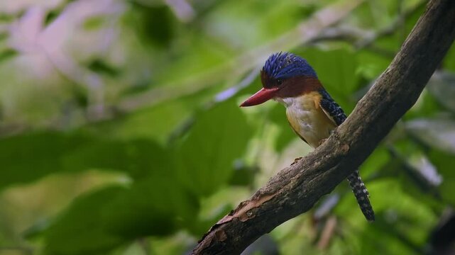 Banded kingfisher - Lacedo pulchella tree kingfisher bird with the catch insects in lowland tropical forest, male displays its bright blue crown with black and blue banding on the back, flying away