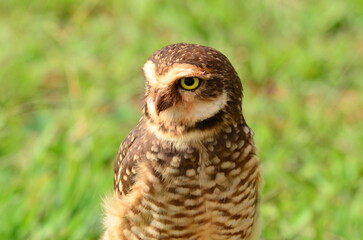 great horned owl