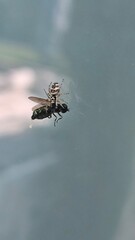 spider catching fly