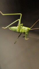 green grasshopper on window