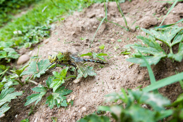 Grosse Königslibelle (Anax imperator)
