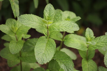 Green Moroccan mint leaves, Mentha spicata. © Katarzyna