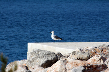 A lone seagull stands alert on the edge of a concrete pier, surrounded by rocky boulders and calm blue sea, capturing a peaceful coastal moment under clear daylight