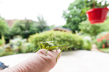 Grünes Heupferd (Tettigonia viridissima) - Männchen