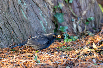 Male Common Blackbird (Turdus merula) in Phoenix Park, Dublin – widespread across Europe & Ireland