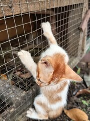 The little orange white kitten which is currently growing is very active and loves to play until it climbs onto the wall of the bird cage in the yard.