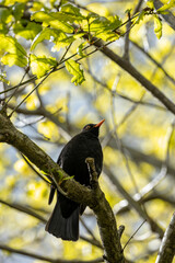 Male Common Blackbird (Turdus merula) in Phoenix Park, Dublin – widespread across Europe & Ireland