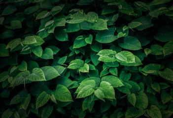 Bright green forest natural landscape min summer. Peaceful forest trees with sunlight. Forest in light. Green forest nature	
