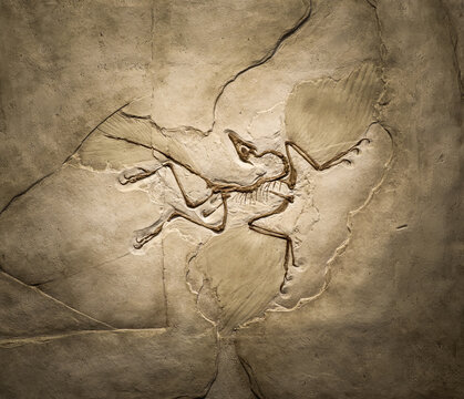 Abstract image of an Archaeopteryx fossil trapped in sandstone slab