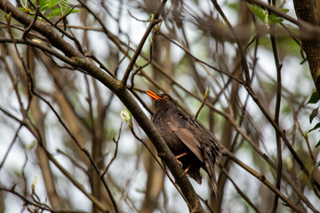Male Common Blackbird (Turdus merula) in Phoenix Park, Dublin – widespread across Europe & Ireland