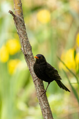 Male Common Blackbird (Turdus merula) in Phoenix Park, Dublin – widespread across Europe & Ireland