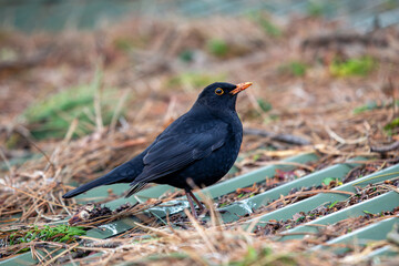 Male Common Blackbird (Turdus merula) in Phoenix Park, Dublin – widespread across Europe & Ireland