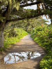 Scenic view of Cypress Grove Trail at Point Lobos State Natural Reserve, California, USA