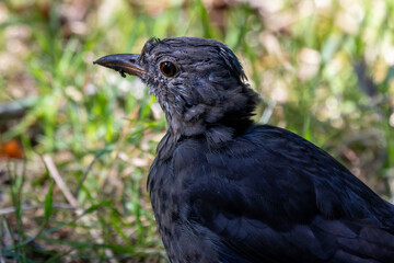 Male Common Blackbird (Turdus merula) in Phoenix Park, Dublin – widespread across Europe & Ireland