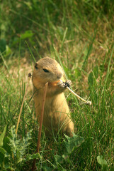 gopher holding a weed