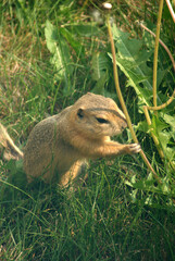 Close up on gopher
