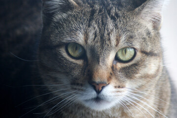portrait of a cat